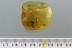 CAELIFERA Grasshopper Extremely Rare Tetrigidae BALTIC AMBER 7.3g 2936