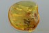 CAELIFERA Grasshopper Extremely Rare Tetrigidae BALTIC AMBER 7.3g 2936