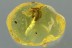 WEEVIL Molytinae SNOUT BEETLE Curculionidae Genuine BALTIC AMBER 2933