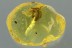 WEEVIL Molytinae SNOUT BEETLE Curculionidae Genuine BALTIC AMBER 2933