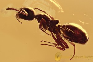 PERFECT Preserved Rare ANT Dolichoderus Genuine BALTIC AMBER 2934