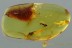 PERFECT Preserved Rare ANT Dolichoderus Genuine BALTIC AMBER 2934