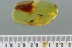 PERFECT Preserved Rare ANT Dolichoderus Genuine BALTIC AMBER 2934