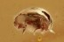 SHINING FLOWER BEETLE Phalacridae Inclusion Genuine BALTIC AMBER 2931