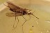 MOSQUITO Very Rare CULICIDAE Culex Genuine BALTIC AMBER 2935