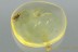 MOSQUITO Very Rare CULICIDAE Culex Genuine BALTIC AMBER 2935