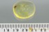 MOSQUITO Very Rare CULICIDAE Culex Genuine BALTIC AMBER 2935