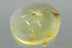 MOSQUITO Very Rare CULICIDAE Culex Genuine BALTIC AMBER 2935