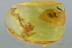 Nice Large SPIDER Araneae Inclusion Genuine BALTIC AMBER 2.1g 2932