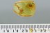Nice Large SPIDER Araneae Inclusion Genuine BALTIC AMBER 2.1g 2932