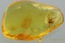 TOP Perfect Preserved Large SPIDER Araneae Genuine BALTIC AMBER 2943