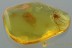 TOP Perfect Preserved Large SPIDER Araneae Genuine BALTIC AMBER 2943