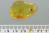 TOP Perfect Preserved Large SPIDER Araneae Genuine BALTIC AMBER 2943