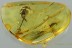 TOP Museum Large 2 FRUITS & TWIG Genuine BALTIC AMBER 5.1g 2945