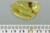 TOP Museum Large 2 FRUITS & TWIG Genuine BALTIC AMBER 5.1g 2945