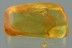 DINODERINAE Bostrichidae Branch Twig Borer Beetle BALTIC AMBER 2942