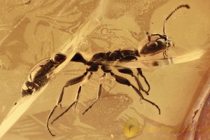 Weel Preserved Ant SIMA Myrmicinae Genuine BALTIC AMBER 7.4g 2938