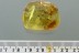 Weel Preserved Ant SIMA Myrmicinae Genuine BALTIC AMBER 7.4g 2938