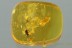 TOP Earwig Nymph DERMAPTERA Inclusion Genuine BALTIC AMBER 2939