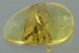 FORMICARY Egg Larvae Pupae Adult FORMICIDAE Genuine BALTIC AMBER 2940