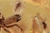 Great SPIDER & SWARM of BEETLES Inclusion Genuine BALTIC AMBER 2941