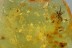 Great SPIDER & SWARM of BEETLES Inclusion Genuine BALTIC AMBER 2941