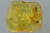 Great SPIDER & SWARM of BEETLES Inclusion Genuine BALTIC AMBER 2941