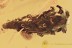 GIANT Case w Larvae INSIDE Lepidoptera Moth BALTIC AMBER 28g 2944