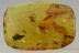 GIANT Case w Larvae INSIDE Lepidoptera Moth BALTIC AMBER 28g 2944