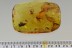 GIANT Case w Larvae INSIDE Lepidoptera Moth BALTIC AMBER 28g 2944