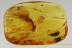 GIANT Case w Larvae INSIDE Lepidoptera Moth BALTIC AMBER 28g 2944