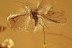 PERFECT Winged Aphid BIG Drepanosiphidae + Genuine BALTIC AMBER 2937