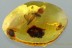 PERFECT Isoptera TERMITE & 3 CADDISFLIES Fossil BALTIC AMBER 9g 2951