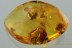 PERFECT Isoptera TERMITE & 3 CADDISFLIES Fossil BALTIC AMBER 9g 2951