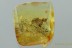 Rare Huge BEE Apidae Apoidea Inclusion Genuine BALTIC AMBER 4g 2952