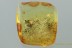 Rare Huge BEE Apidae Apoidea Inclusion Genuine BALTIC AMBER 4g 2952