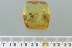 Rare Huge BEE Apidae Apoidea Inclusion Genuine BALTIC AMBER 4g 2952