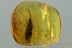 CUPES Giant RETICULATED BEETLE Cupedidae Genuine BALTIC AMBER 2953