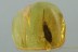 CUPES Giant RETICULATED BEETLE Cupedidae Genuine BALTIC AMBER 2953