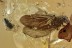 Water RIFFLE BEETLE Very Rare ELMIDAE Heterelmis BALTIC AMBER 2954