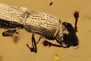 Great ROOT-EATING BEETLE Monotomidae Europs Genuine BALTIC AMBER 2949