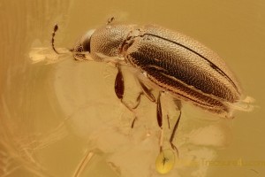 Superb CORTICARIINAE Brown Scavenger Beetle BALTIC AMBER 11.7g 2948