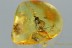 2 SPIDERS & Wood Gnat SYLVICOLA Anisopodidae Fossil BALTIC AMBER 2947