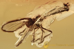 ASILIDAE Rare ROBBER FLY Fossil Inclusion Genuine BALTIC AMBER 2950