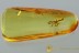 ASILIDAE Rare ROBBER FLY Fossil Inclusion Genuine BALTIC AMBER 2950