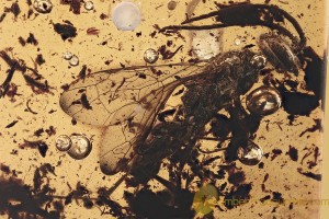 SPHECIDAE Cockroach Wasp Ampulicidae Fossil Genuine BALTIC AMBER 2946