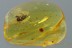 Large Nice PLANTHOPPER Fulgoroidea Fossil Genuine BALTIC AMBER 2961