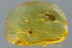 Large Nice PLANTHOPPER Fulgoroidea Fossil Genuine BALTIC AMBER 2961