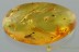 Nice MOTH Lepidoptera Inclusion Genuine BALTIC AMBER 2.5g 2959