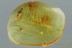 LADY BEETLE Coccinellidae Microweiseinae Large Wasp BALTIC AMBER 2956